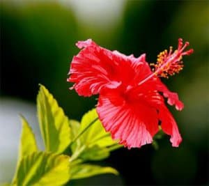马来西亚国花
