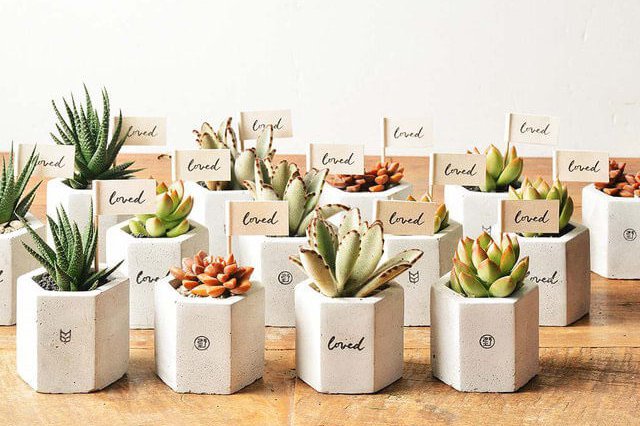 plants plants
