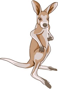 澳洲袋鼠 澳洲袋鼠