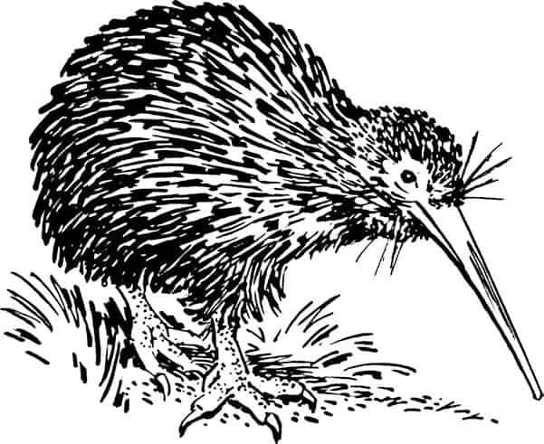 几维鸟KIWI 几维鸟KIWI