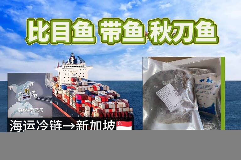 【比目鱼、带鱼、秋刀鱼】出口新加坡首选：专业冷链海运服务